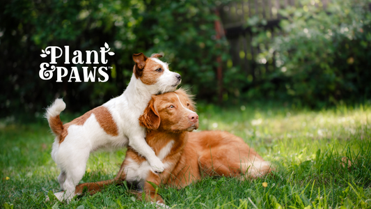 The Pawsitive Benefits of Plant-Based Dog Treats