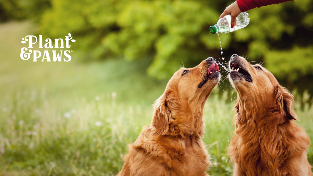 How Much Water Should a Dog Drink in a Day?