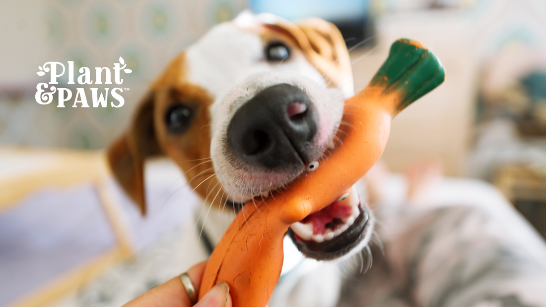 Why is Carrot Good for Dogs?
