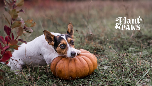 Why is Pumpkin Good for Dogs?